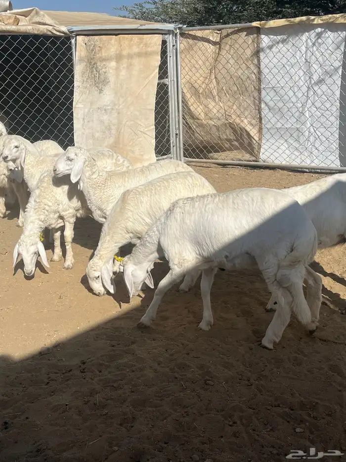 رخال صنف تم البيع 4