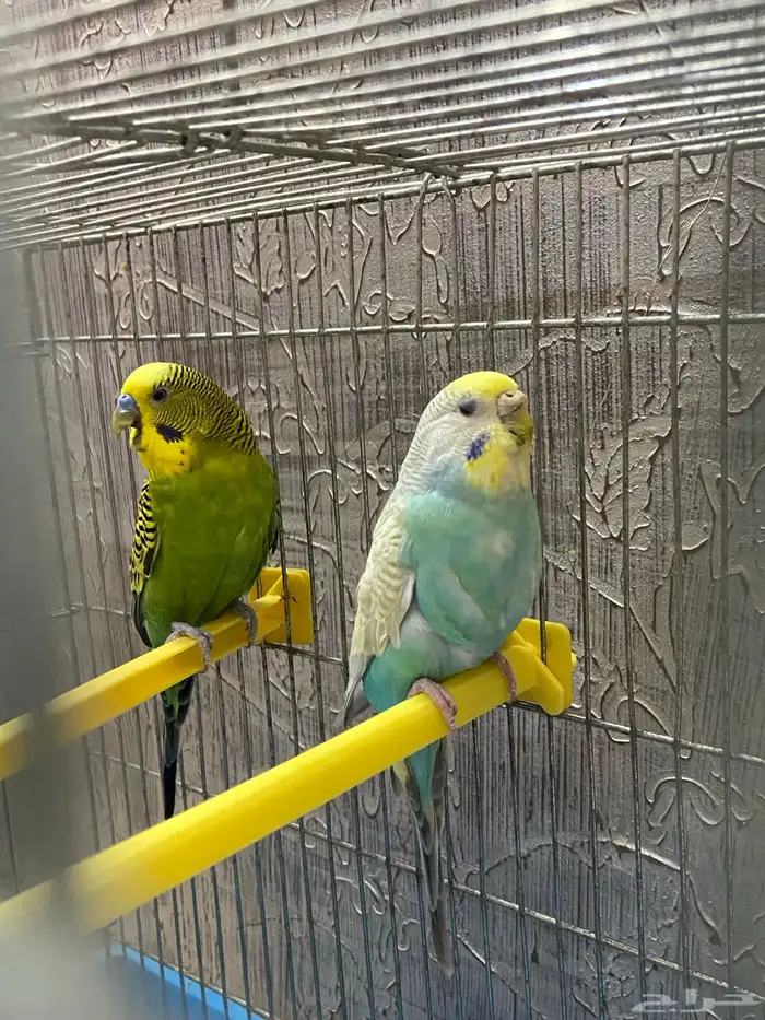 زوج بادجي للبيع 0