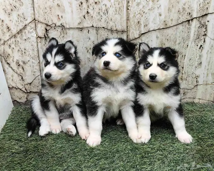 كلاب هاسكي جراوي 5