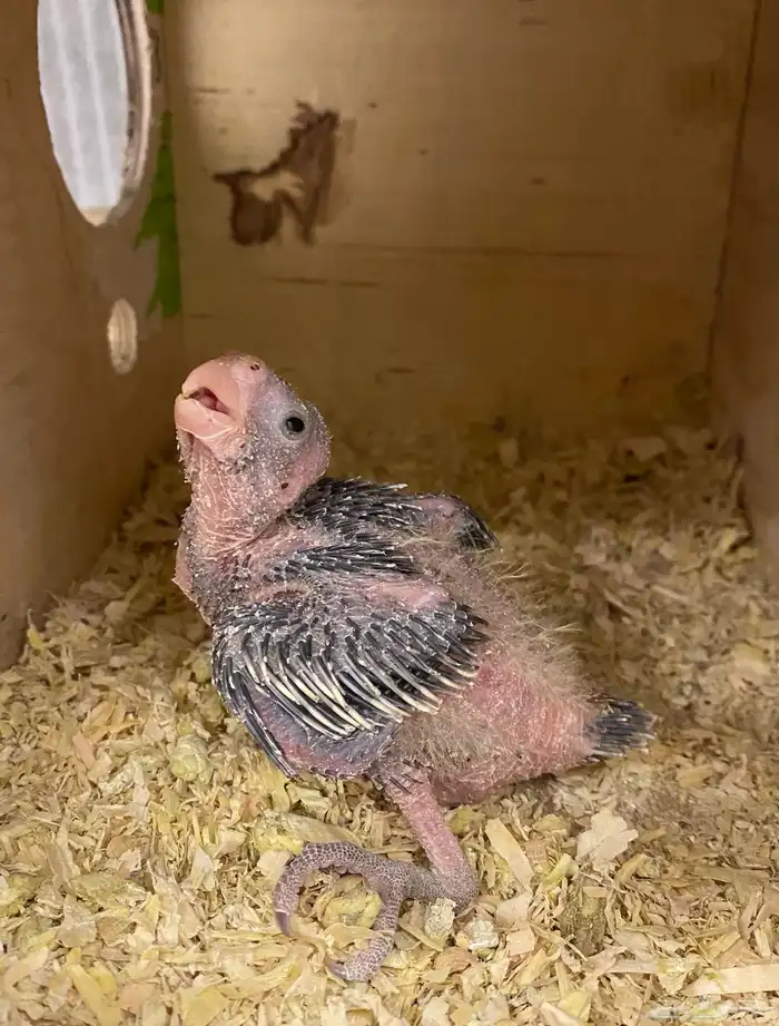 للبيع فرخ كروان نورمل 0