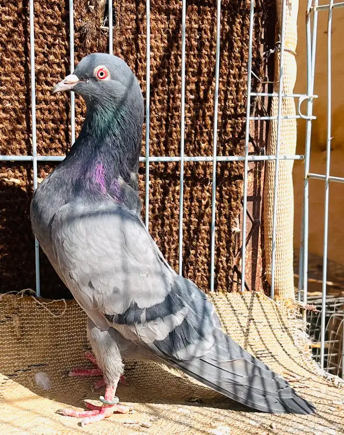 جوز كمنقر كالو فاخر بعياله وجوز سهران بوري 0