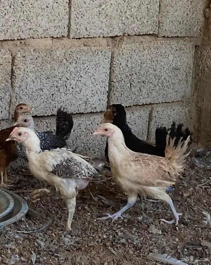 صوص عمر شهرين 1