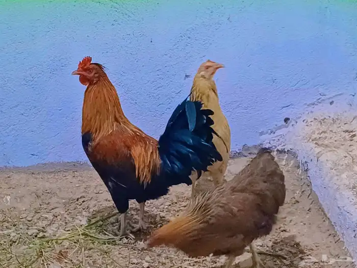 دجاج عربي 4