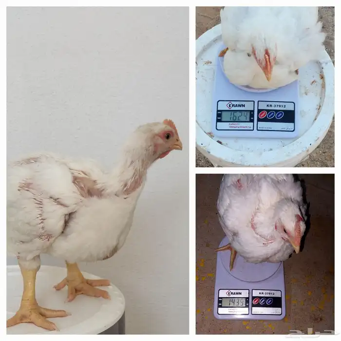 دجاج لاحم اوزان 0