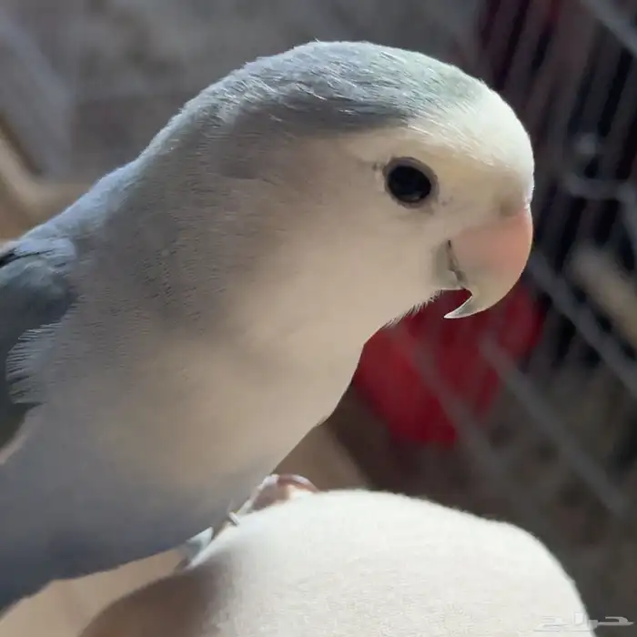 ذكر روز أليف جدا ومنتج شرط 0