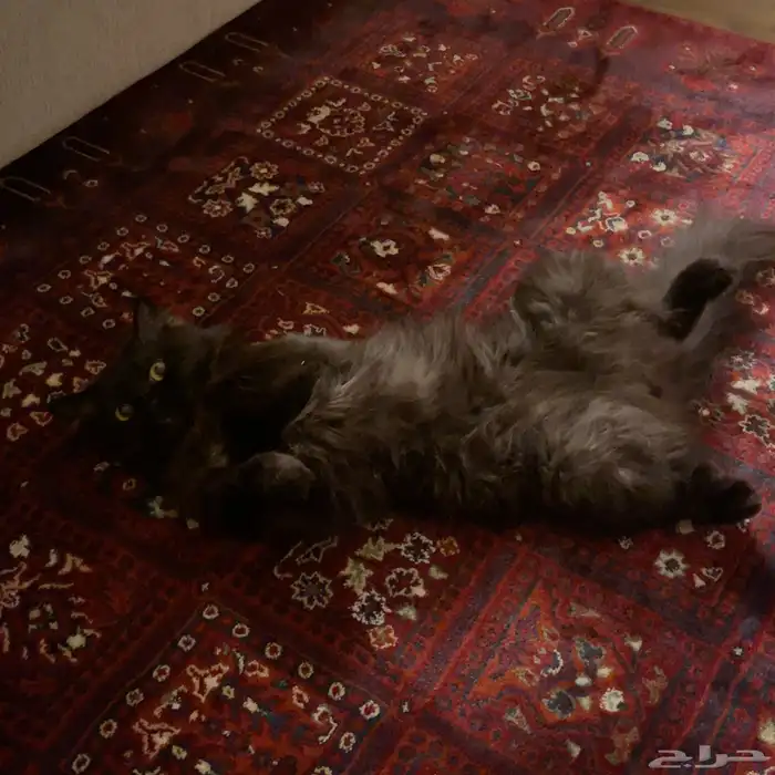 للبيع قط شيرازي 2