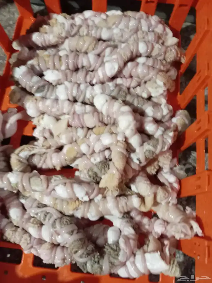 كرشه مصران معاصيب للبيع الكيلو بي 15 ريال بس 0