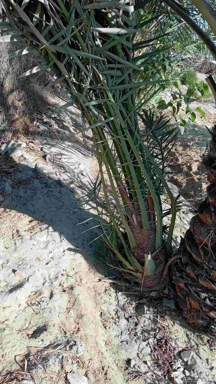 ابوياسين لبيع جميع انواع النخيل البلدي والواشنطن والفسيل 5