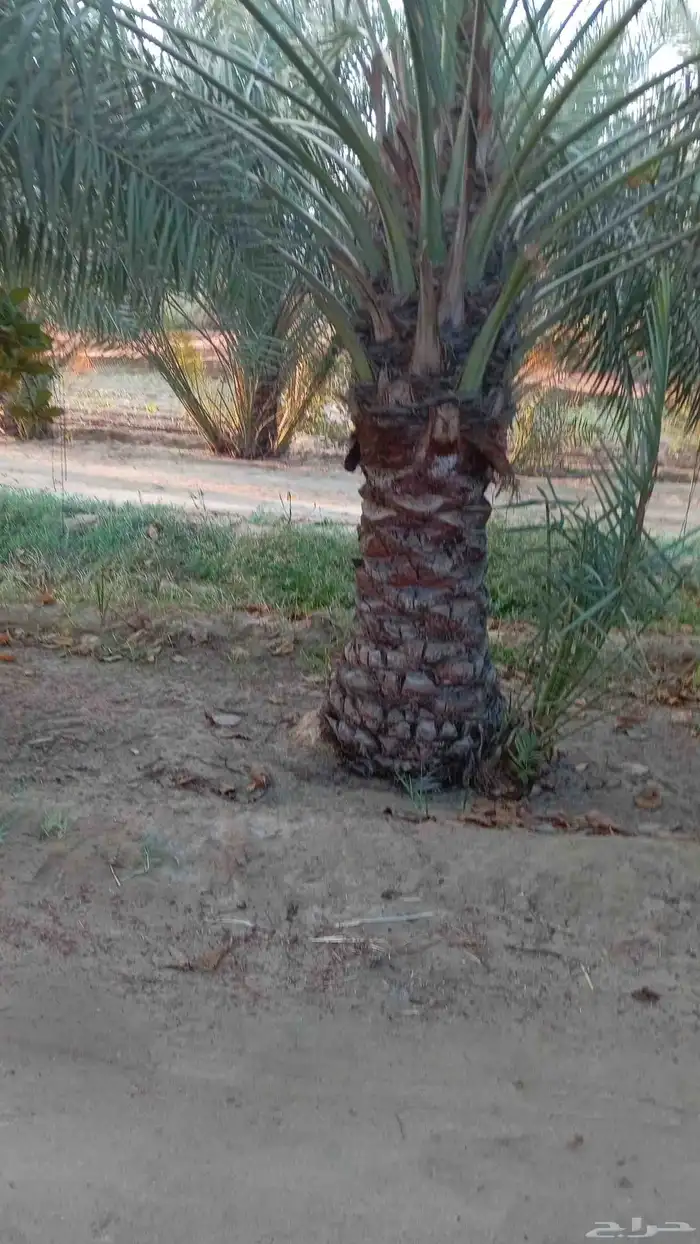 ابوياسين لبيع جميع انواع النخيل البلدي والواشنطن والفسيل 3