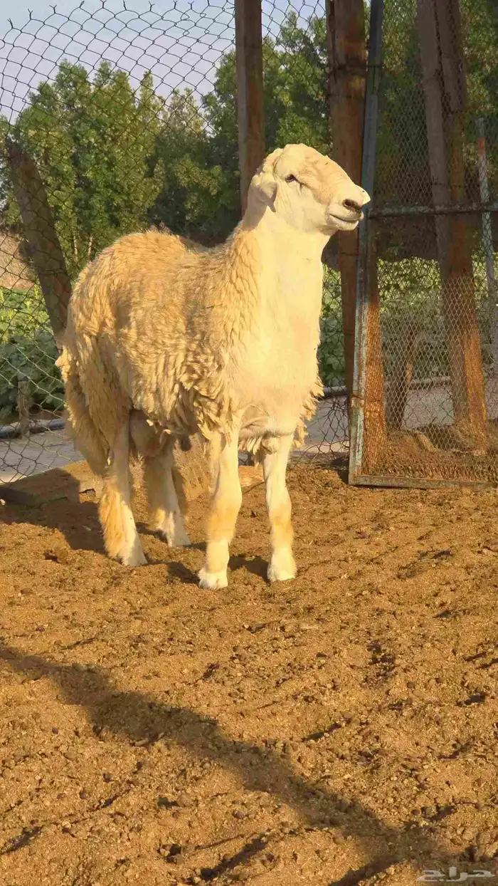 طلي جذع فحل حري 0