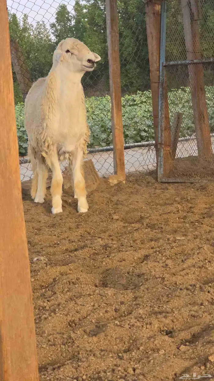 طلي جذع فحل حري 2