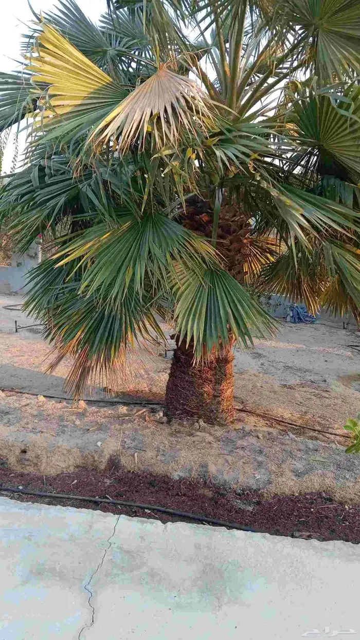 ابوياسين لبيع جميع انواع النخيل البلدي والواشنطن والفسيل 7