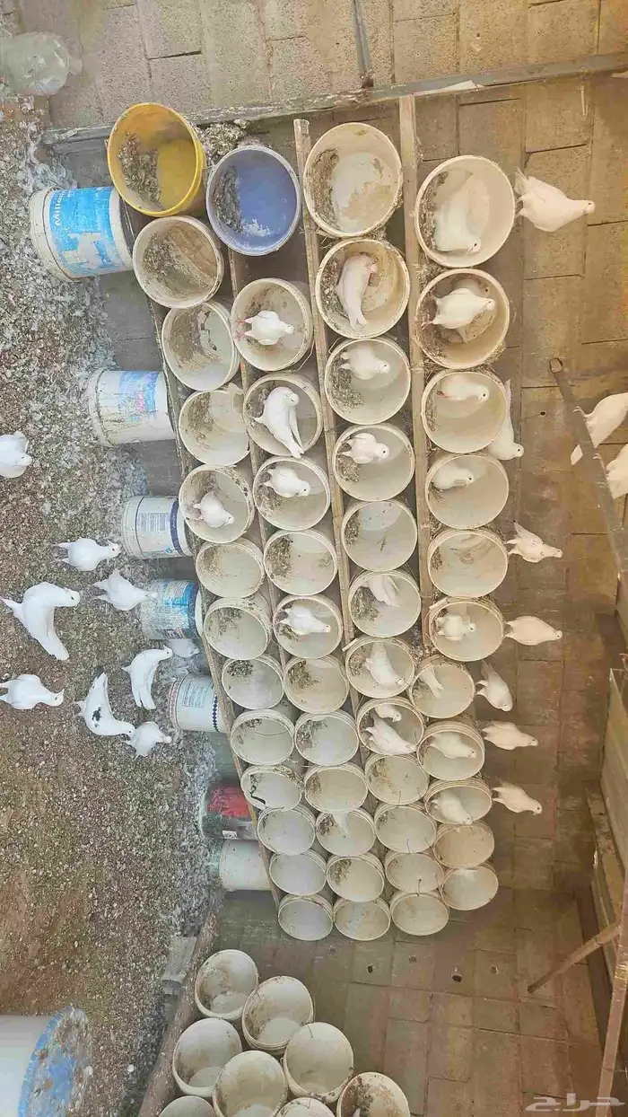 حمام فرنسي 22 جوز 1