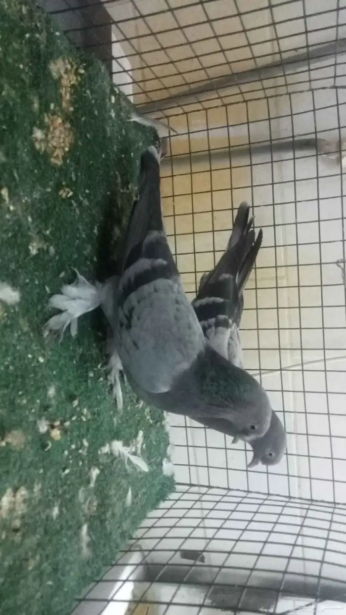 للبيع اناثي اتراك 2