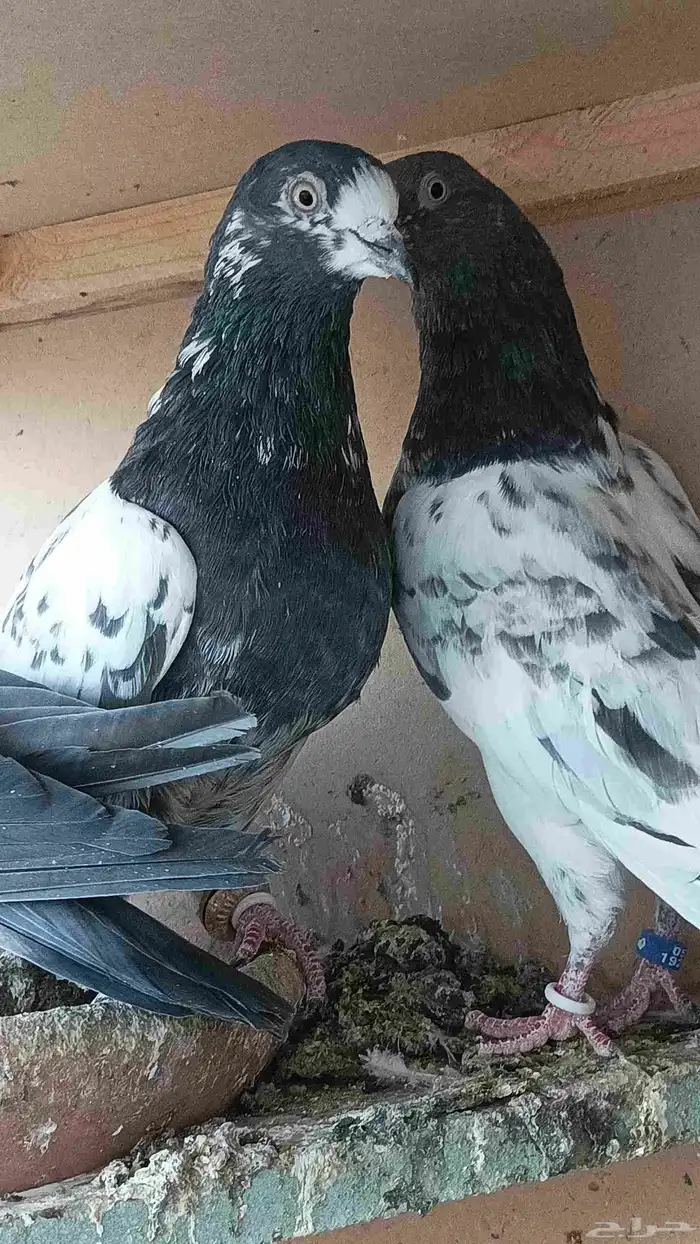 حمام الباكستاني 3