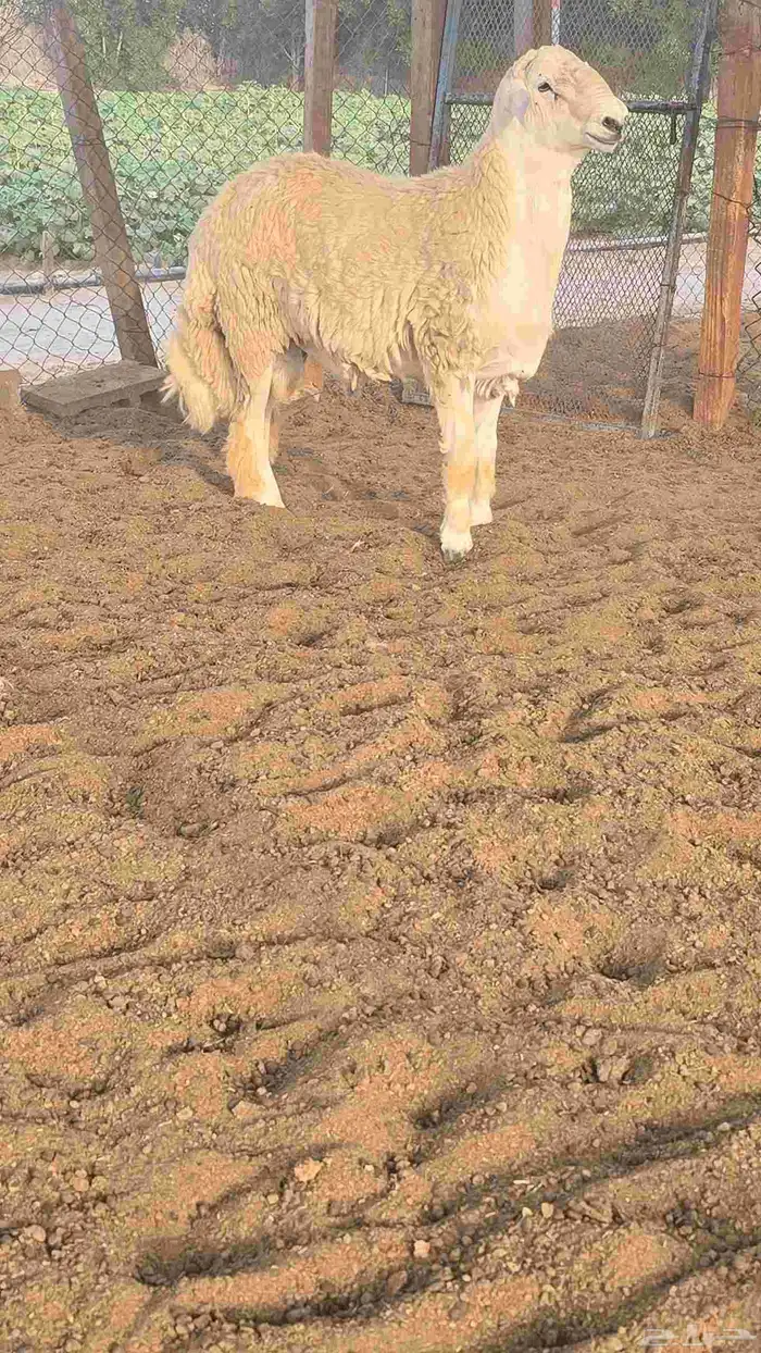 طلي جذع فحل حري 1