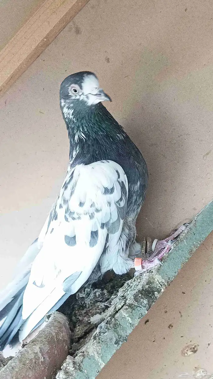 حمام الباكستاني 1