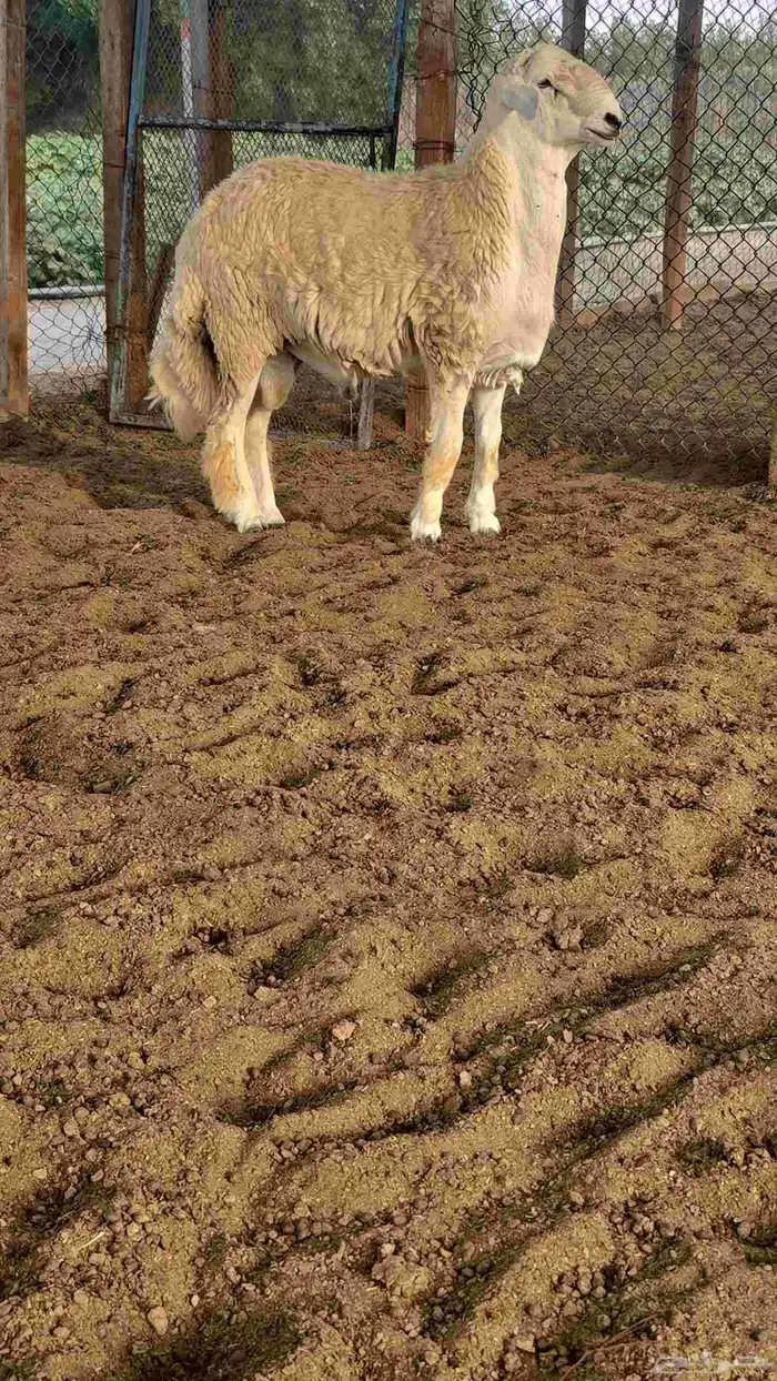 طلي جذع فحل حري 3