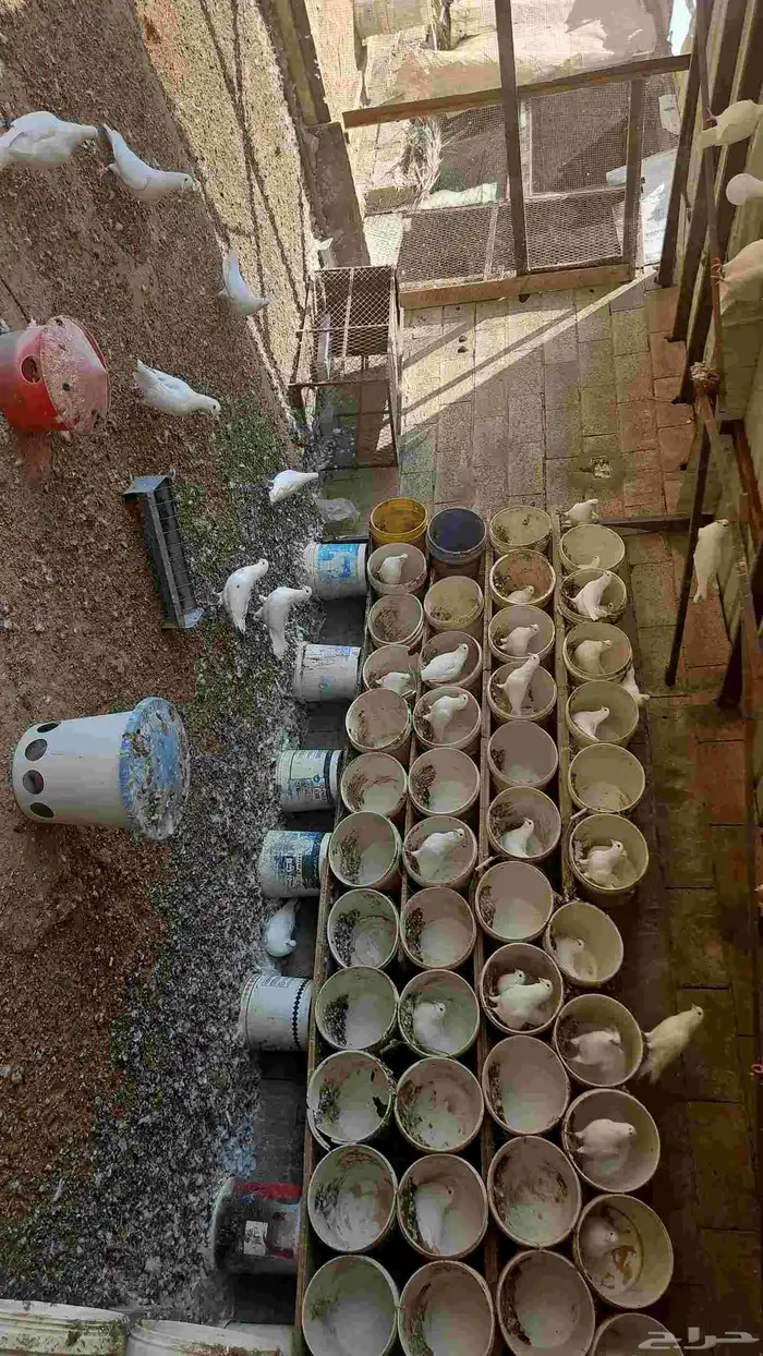 حمام فرنسي 22 جوز 0