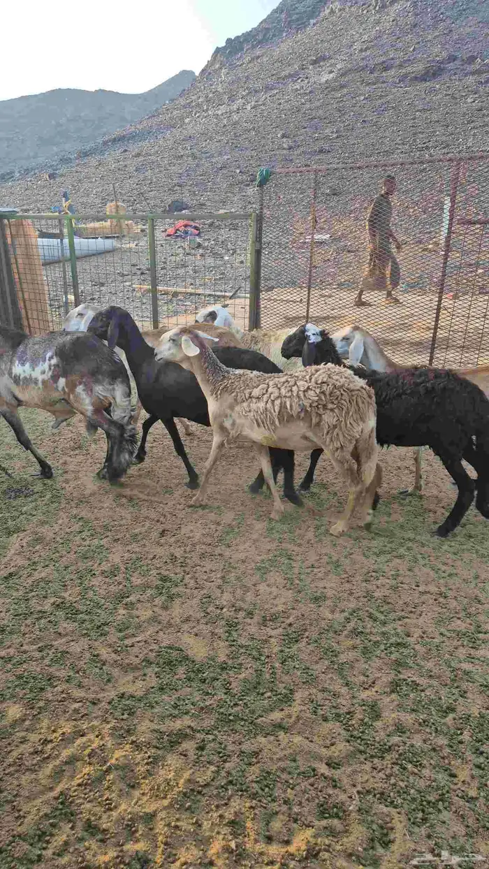 غنم سواكنيه خلفات ودفيع 2