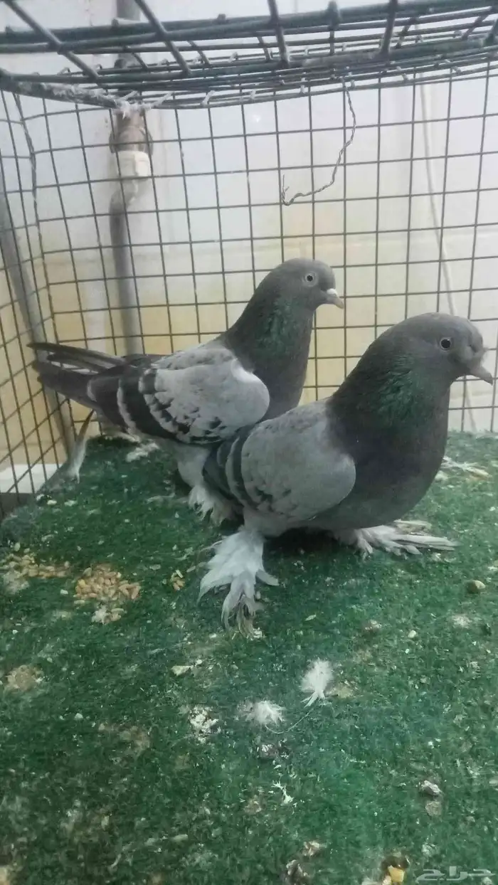 للبيع اناثي اتراك 3