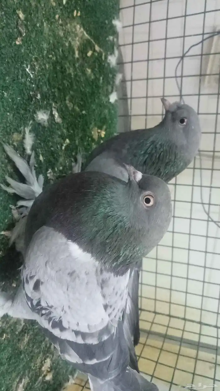 للبيع اناثي اتراك 4