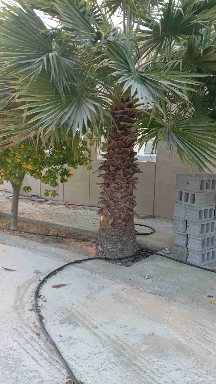 ابوياسين لبيع جميع انواع النخيل البلدي والواشنطن والفسيل 6