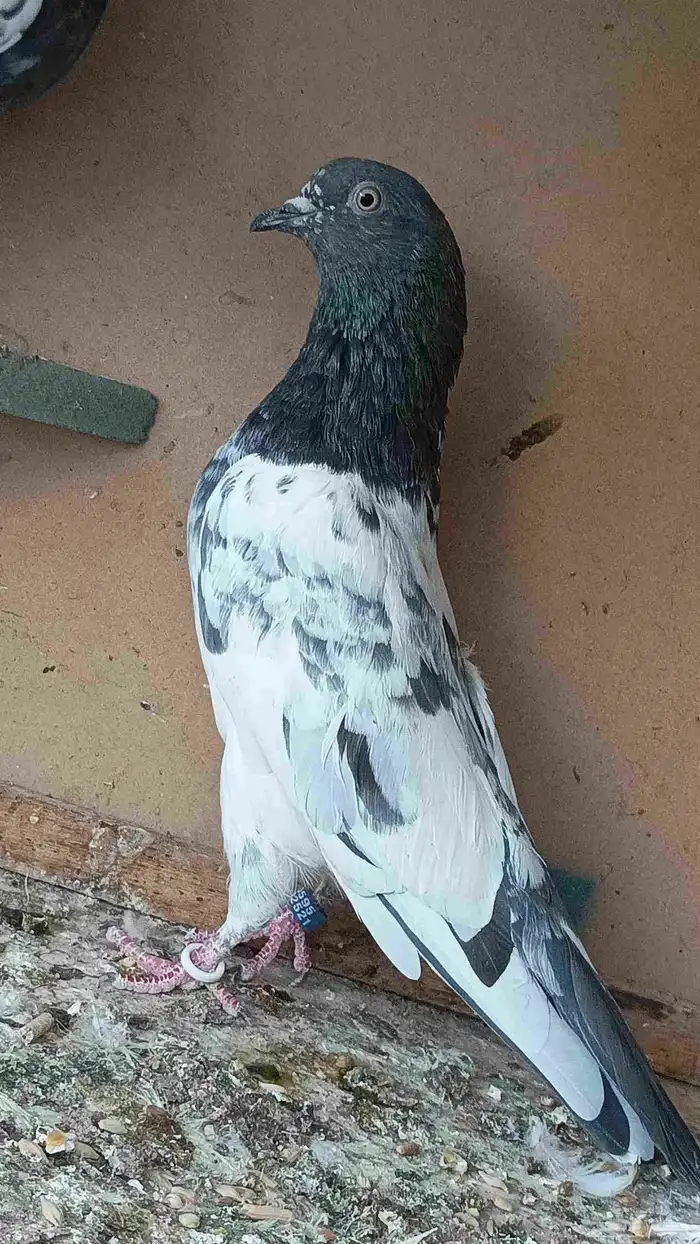 حمام الباكستاني 2