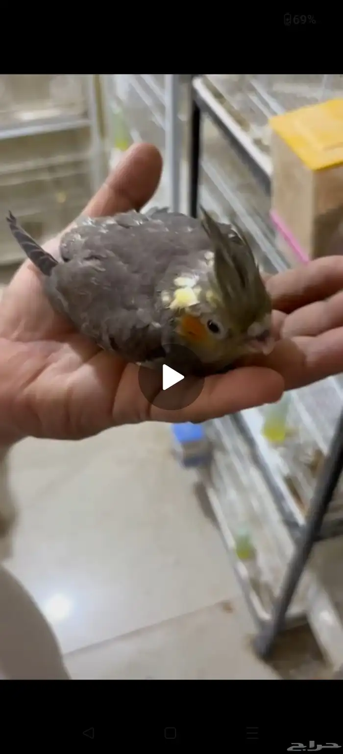 فروخ كروان 0