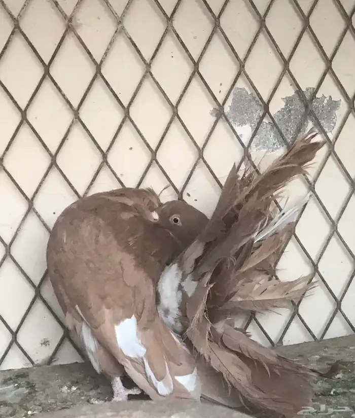 حمام فانتيل 4