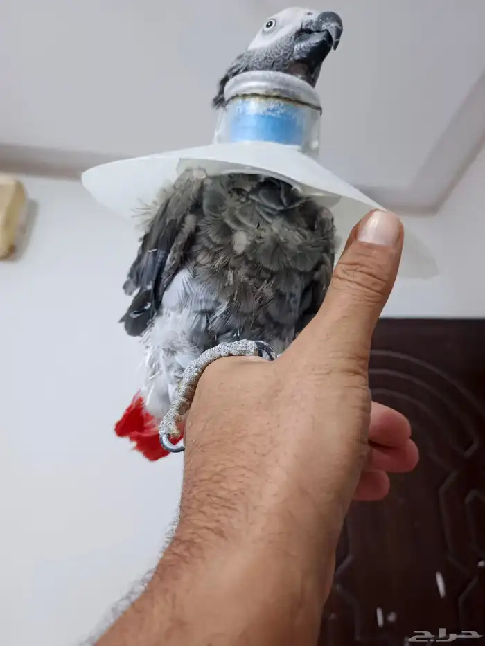 كاسكو انثى 2