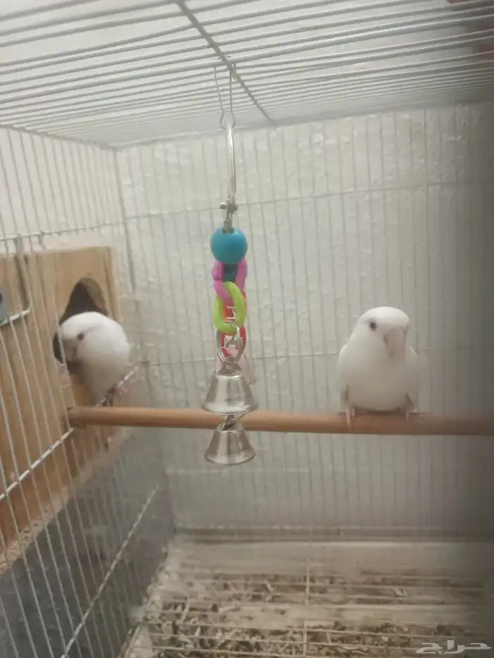 روز جوز البينو الجوز منتج 4