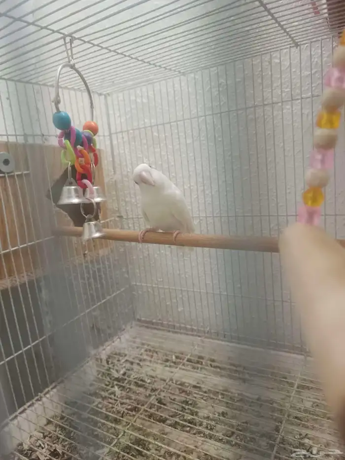 روز جوز البينو الجوز منتج 3