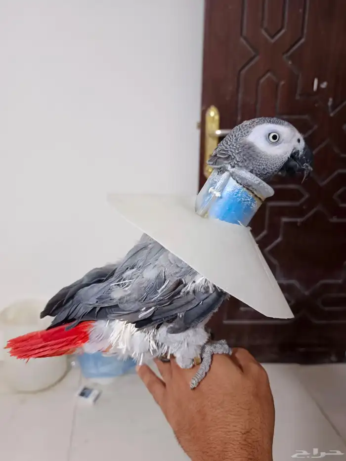 كاسكو انثى 1