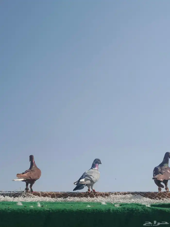 حمام شامي كش 0