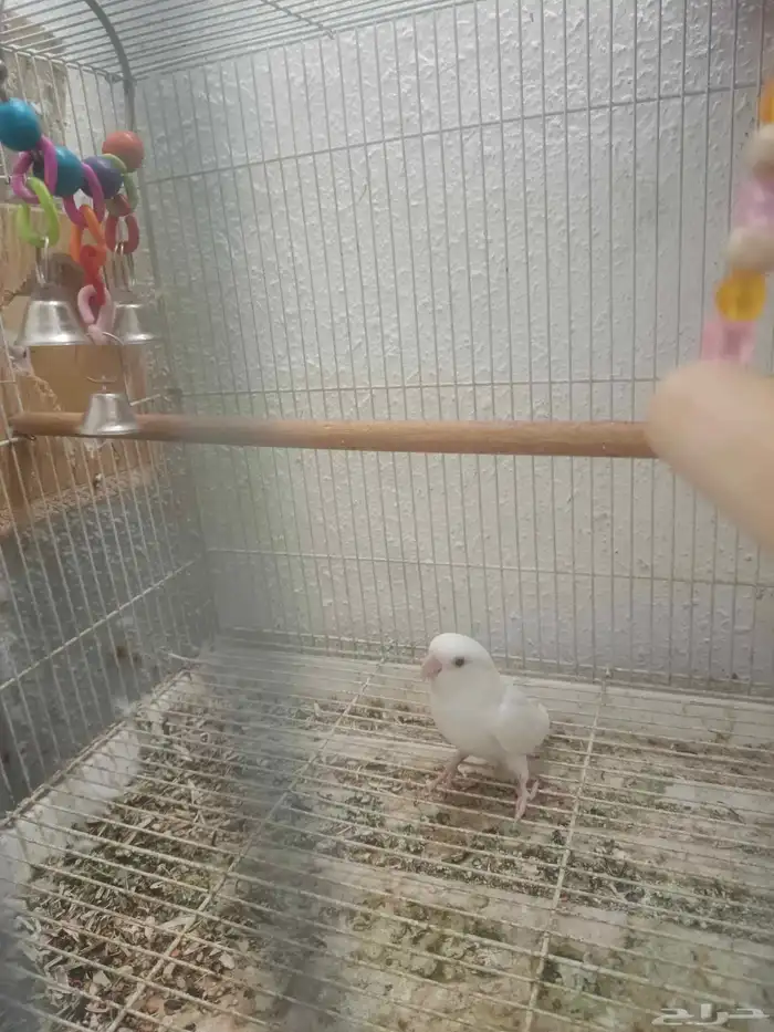 روز جوز البينو الجوز منتج 2