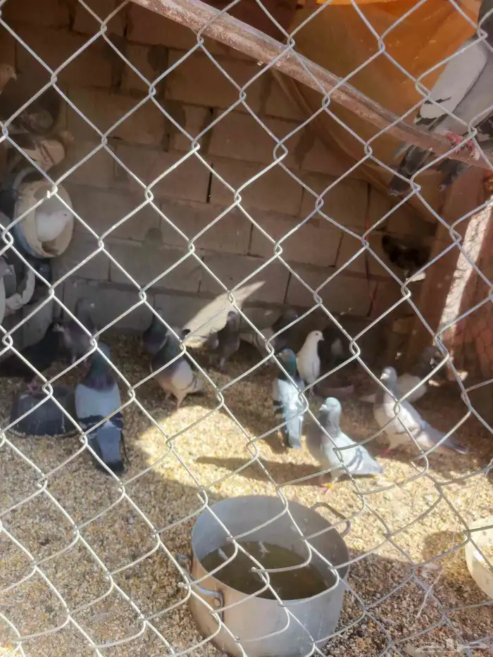 حمام زاجل 8اجواز وسلفر 9اجواز وعايدي فروخ 8حبات 2