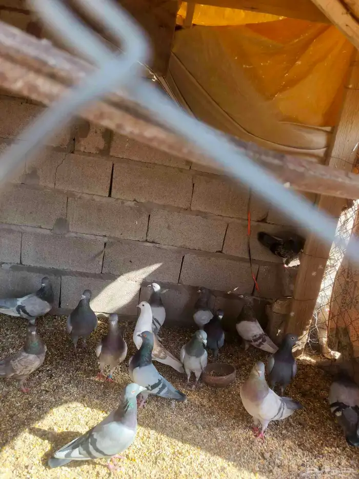 حمام زاجل 8اجواز وسلفر 9اجواز وعايدي فروخ 8حبات 1