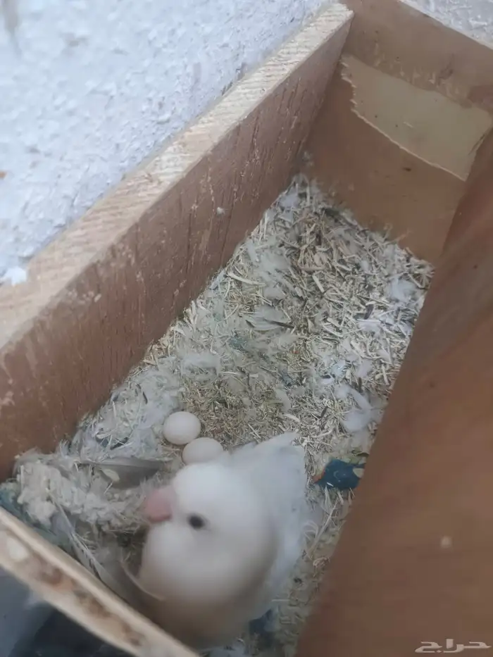 روز جوز البينو الجوز منتج 7