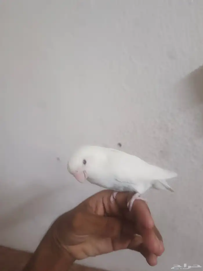 روز جوز البينو الجوز منتج 1