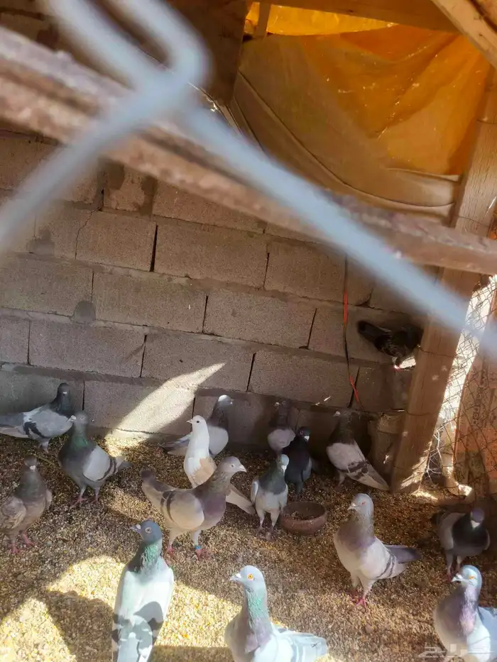 حمام زاجل 8اجواز وسلفر 9اجواز وعايدي فروخ 8حبات 0