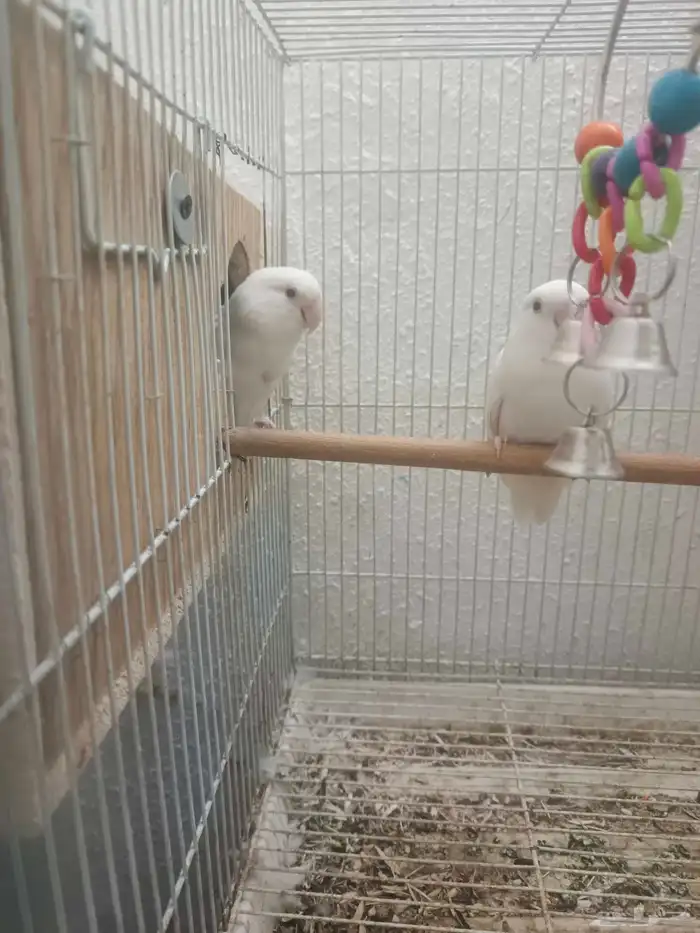 روز جوز البينو الجوز منتج 5