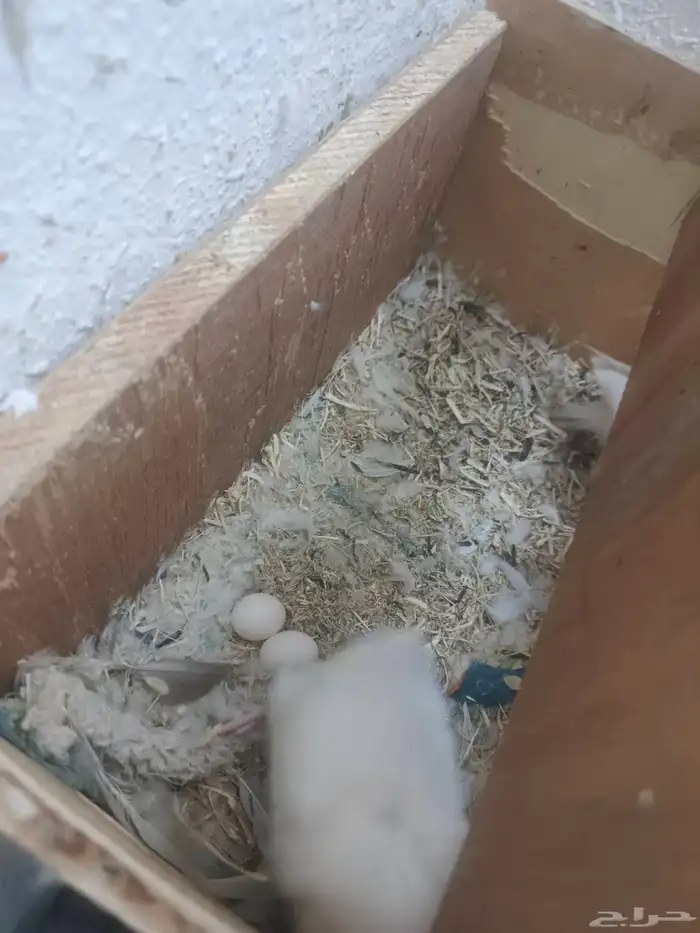 روز جوز البينو الجوز منتج 6