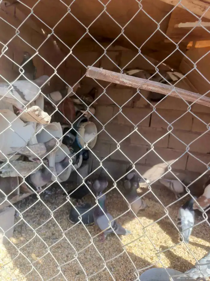 حمام زاجل 8اجواز وسلفر 9اجواز وعايدي فروخ 8حبات 3