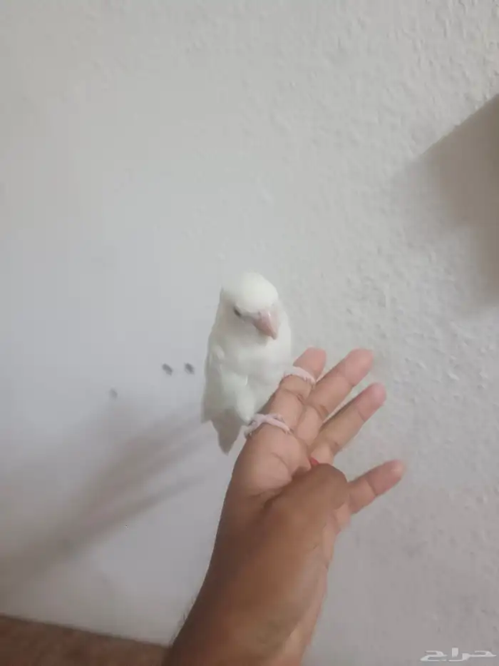 روز جوز البينو الجوز منتج 0