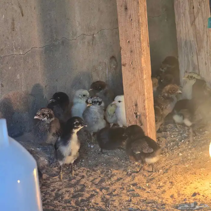 صوص بلدي للبيع 1