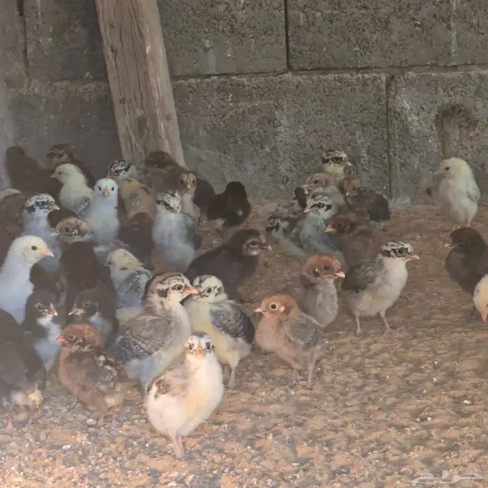 صوص بلدي للبيع 0