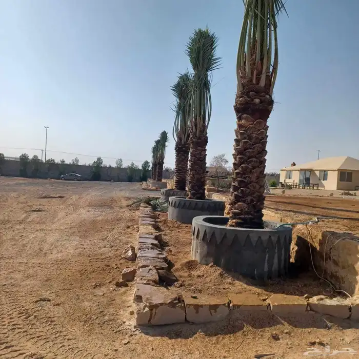 نخل وشنطني زينه للفل واستراحات والبيوت والقصور وا 4