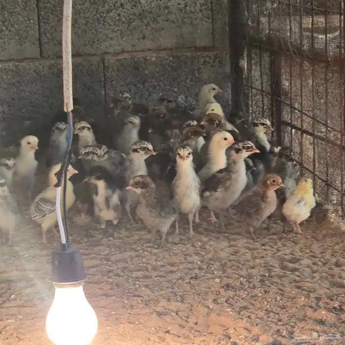 صوص بلدي للبيع 4