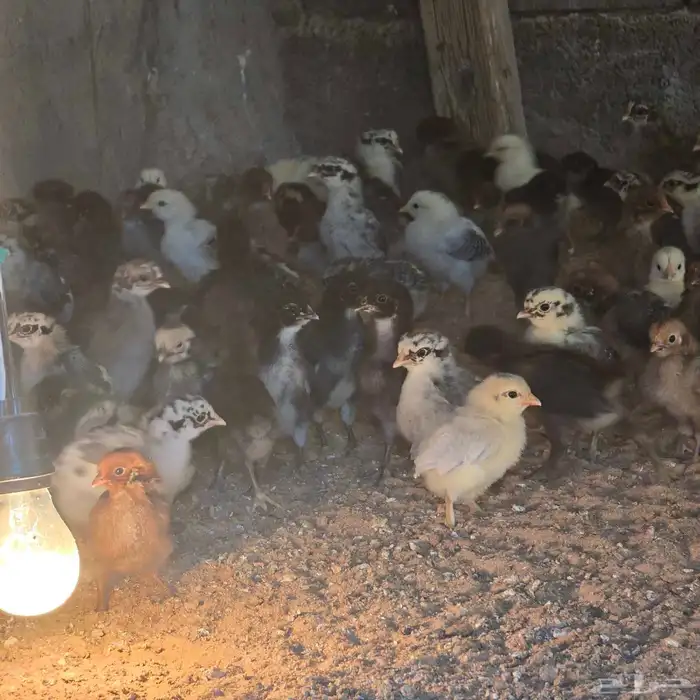 صوص بلدي للبيع 2